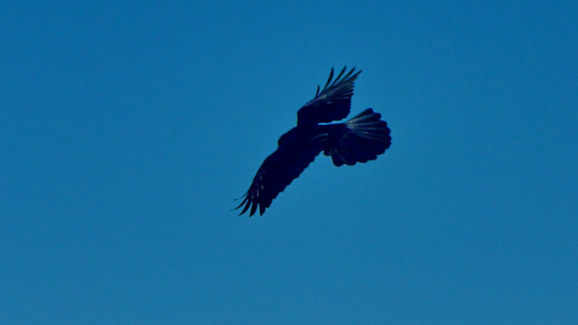 Eagle above Sierra Blanca