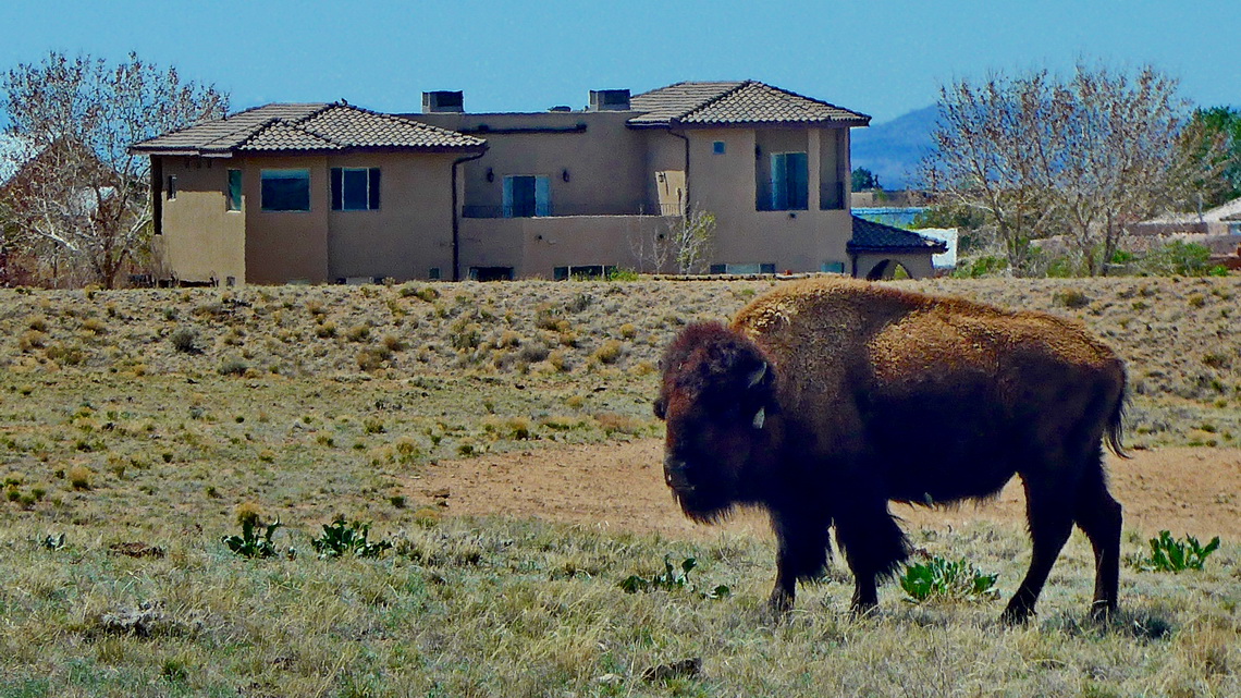 Bison in the eastern outskirts of Albuquerque