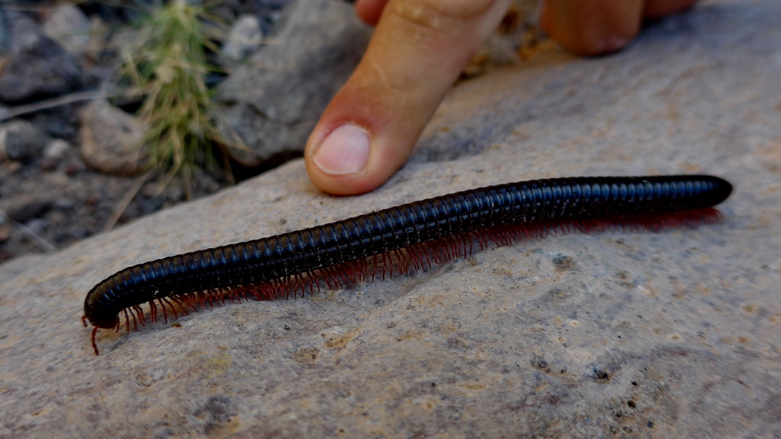 Millipede in the Closed Canyon