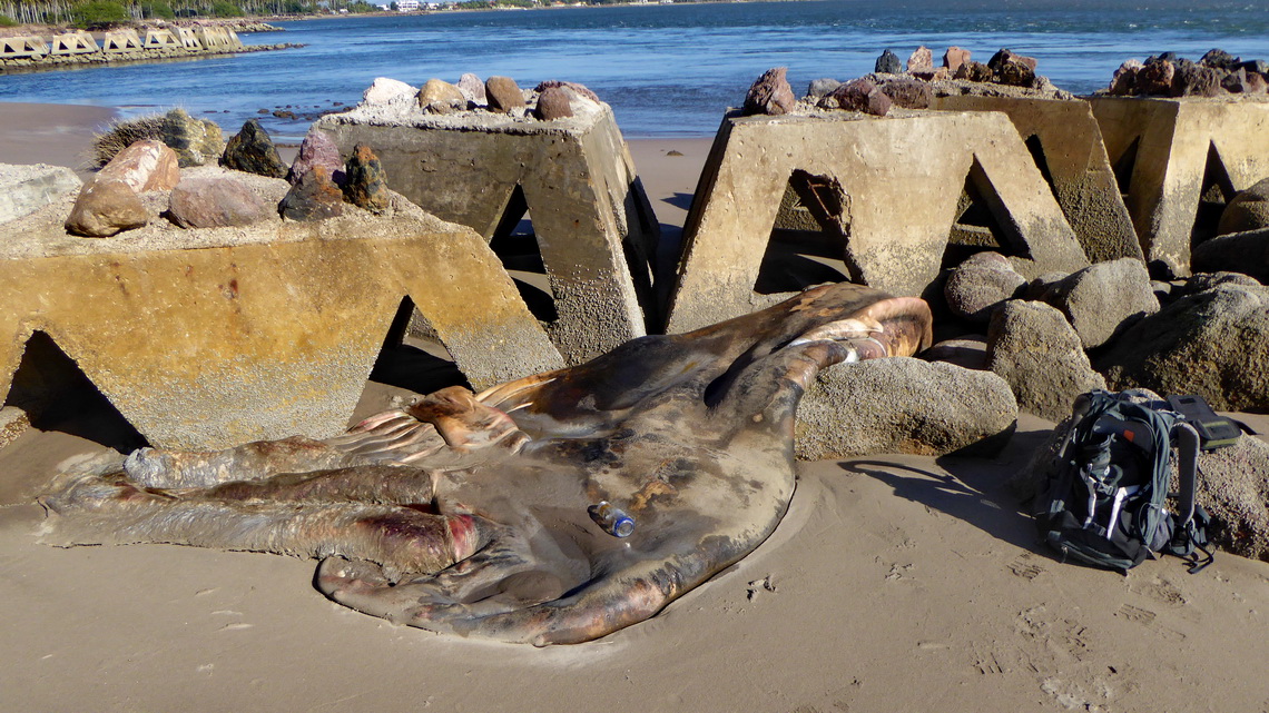 Strange large sea animal on the beach Playa las Lupitas, maybe an octopus