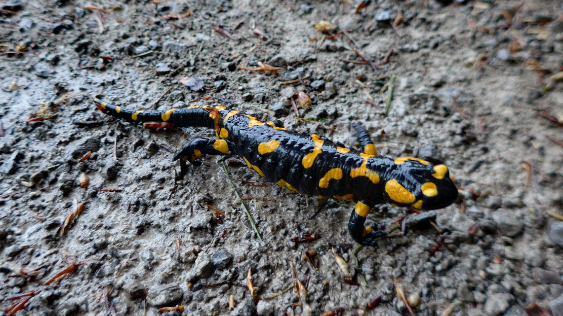 Salamander in the German Alps