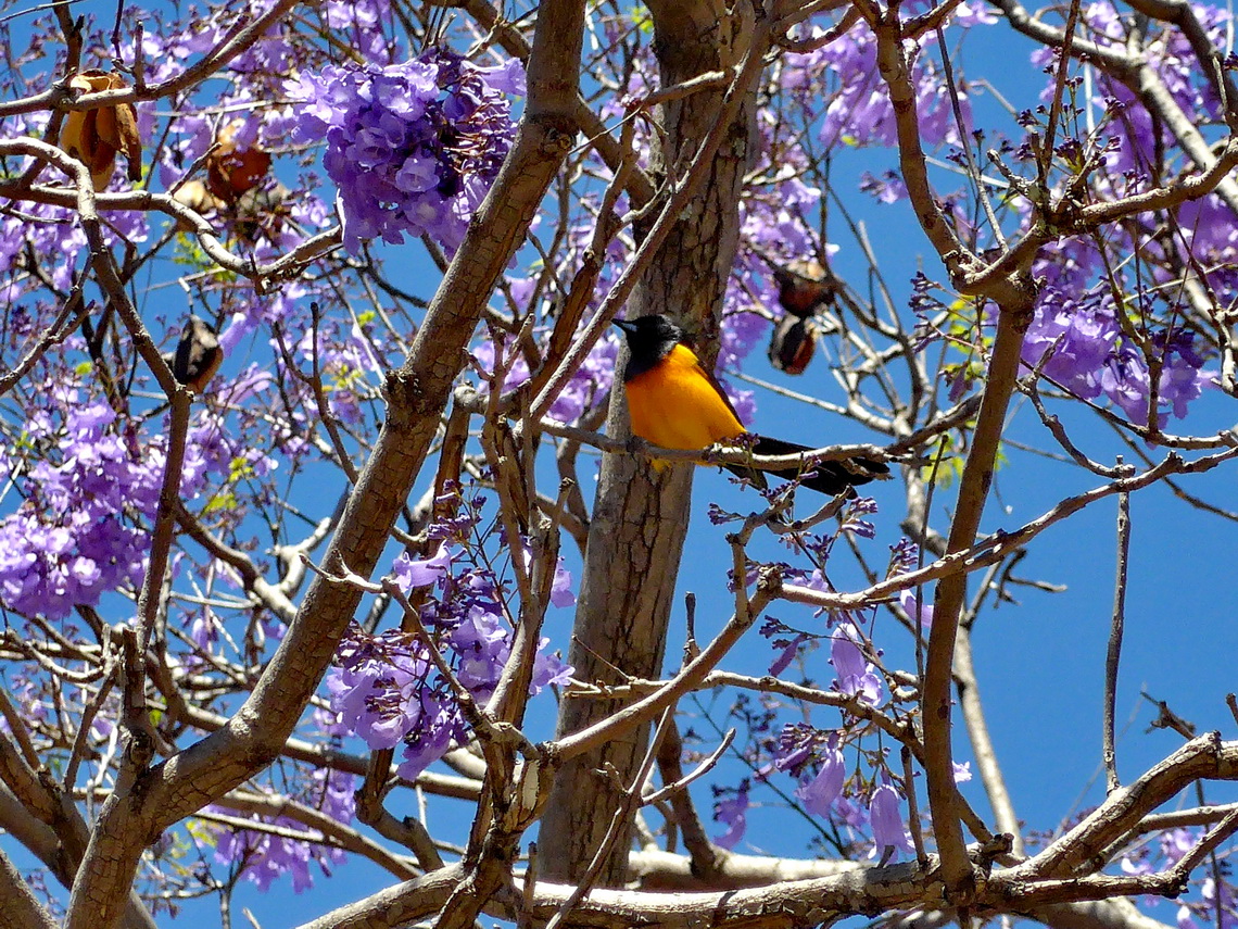 Nice bird in a purple tree on the way to the viewpoint