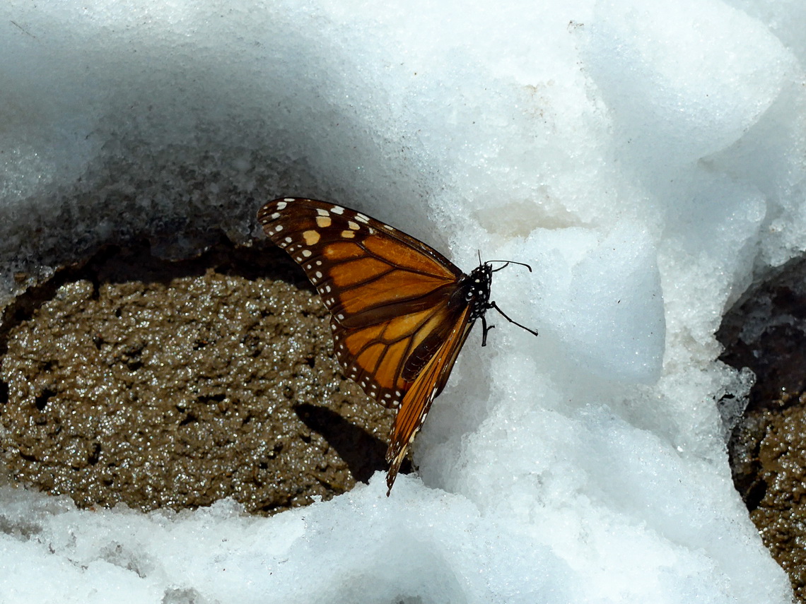 Monarch Butterfly in the snow