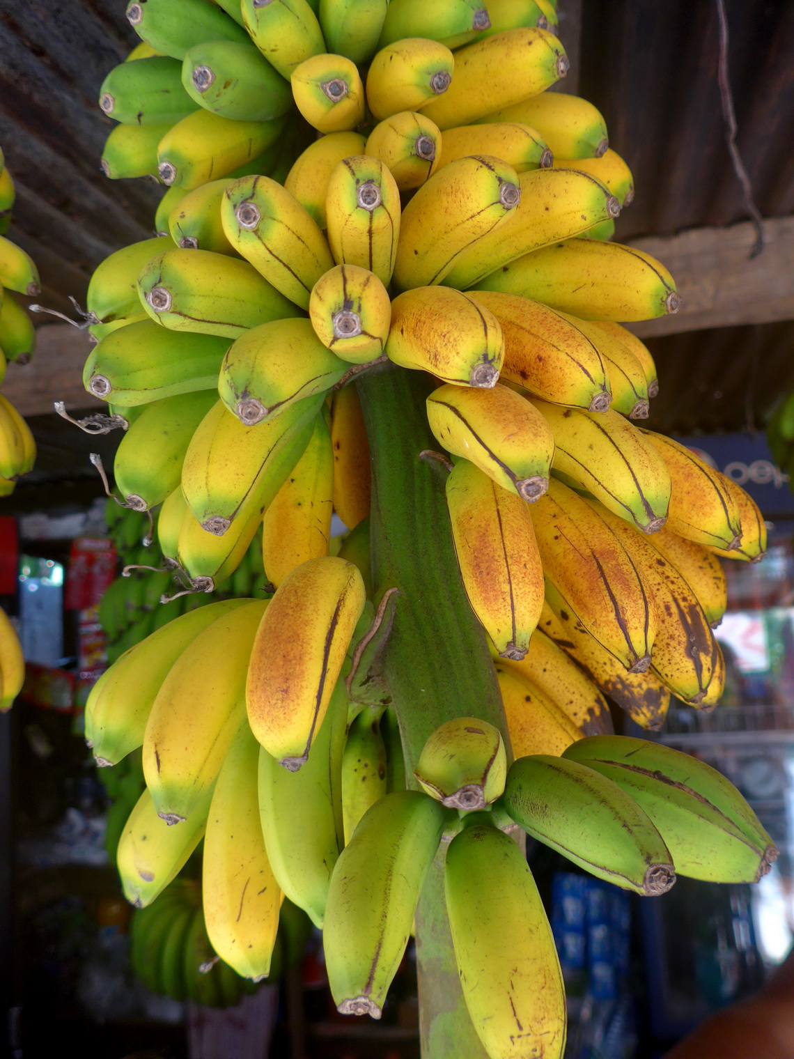 Bananas of tropical Union Juarez