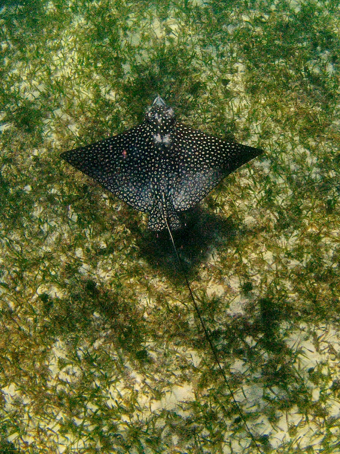 Spotted Eagle Ray in the shallow water of Sargeant's Caye