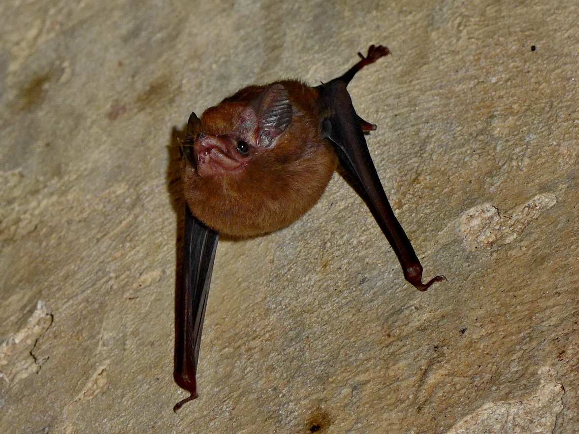 Bat in the labyrinth