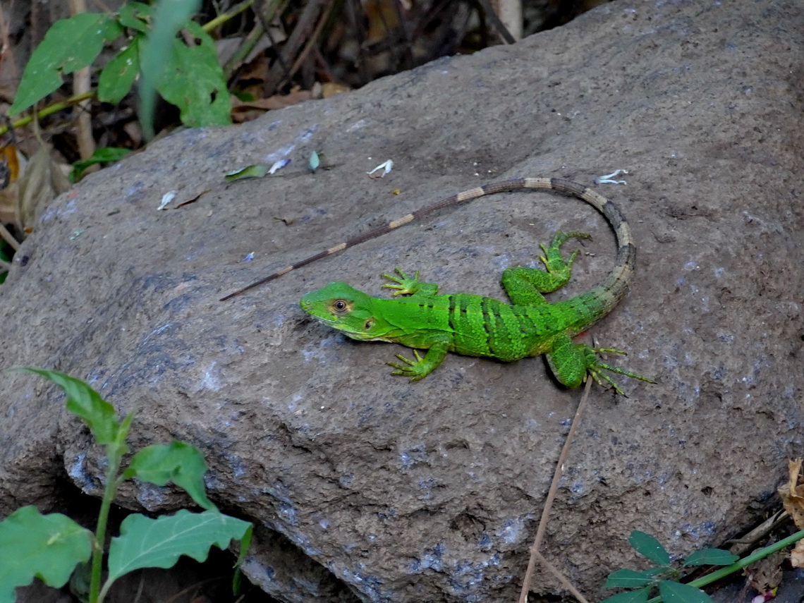 Huge Lizard on foot of Volcan Conceptión