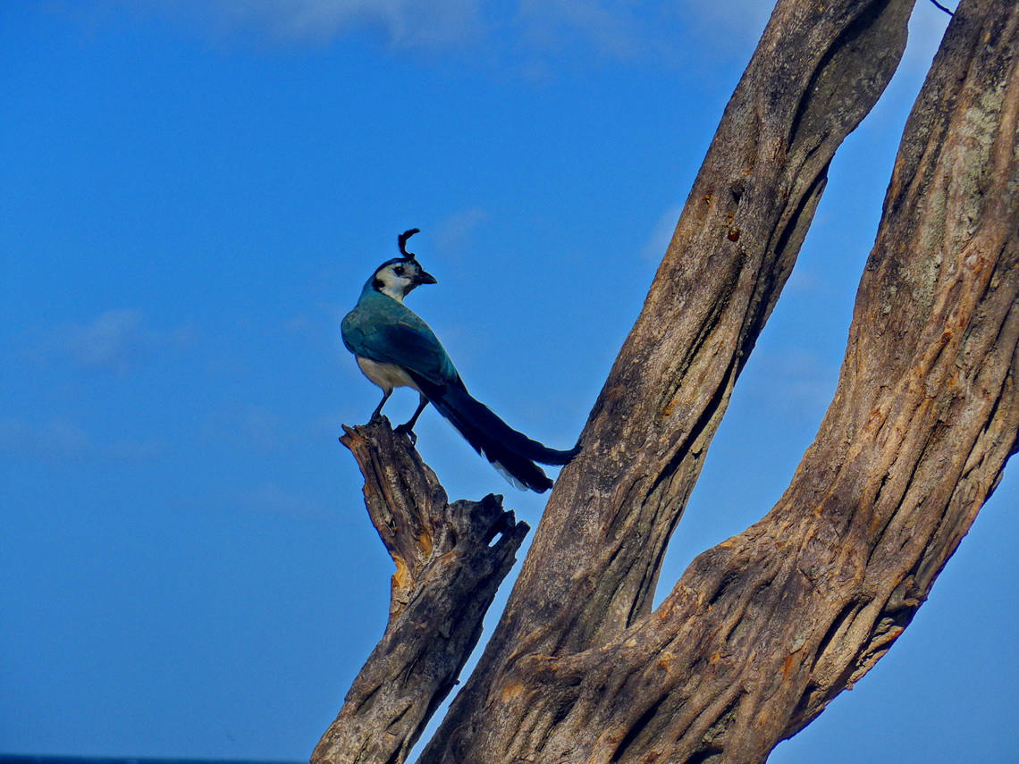 What a beautiful bird - Blue-grey Jay