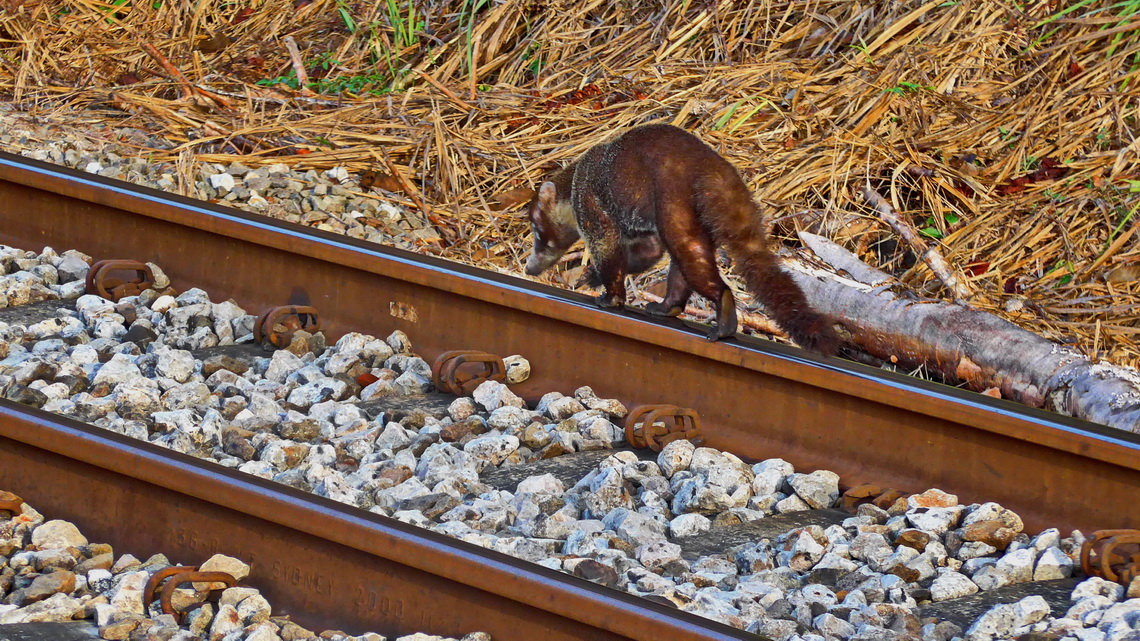 Coati on the rail parallel to the canal