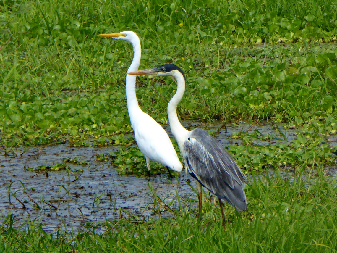 White and grey herons on the way from Bucamaranga to Mompós