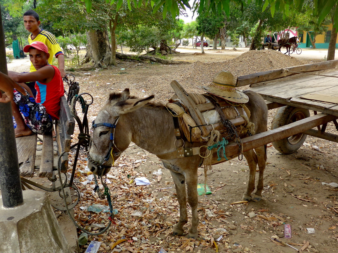 Donkey waiting for the sand (and gold!)