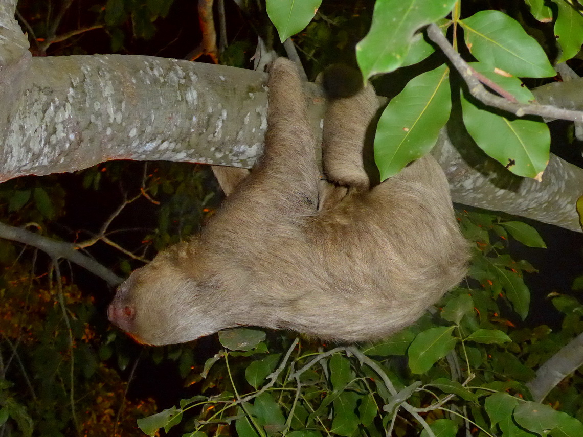 Sloth in Tolú