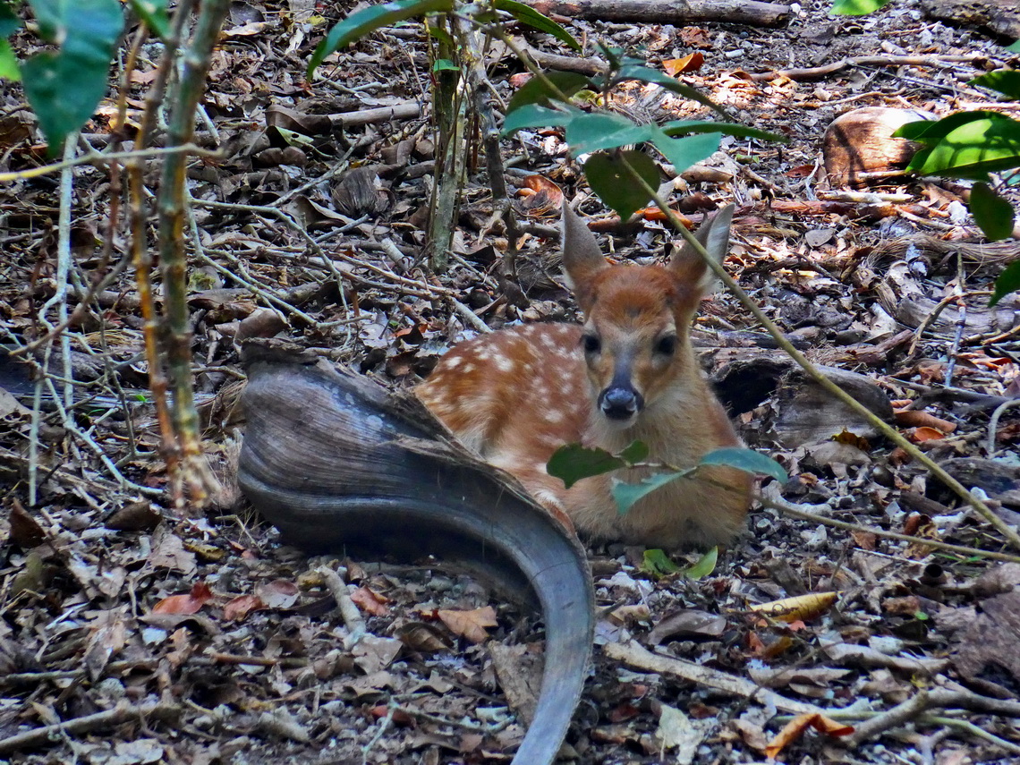 Fawn in the zoo of Isla Palma