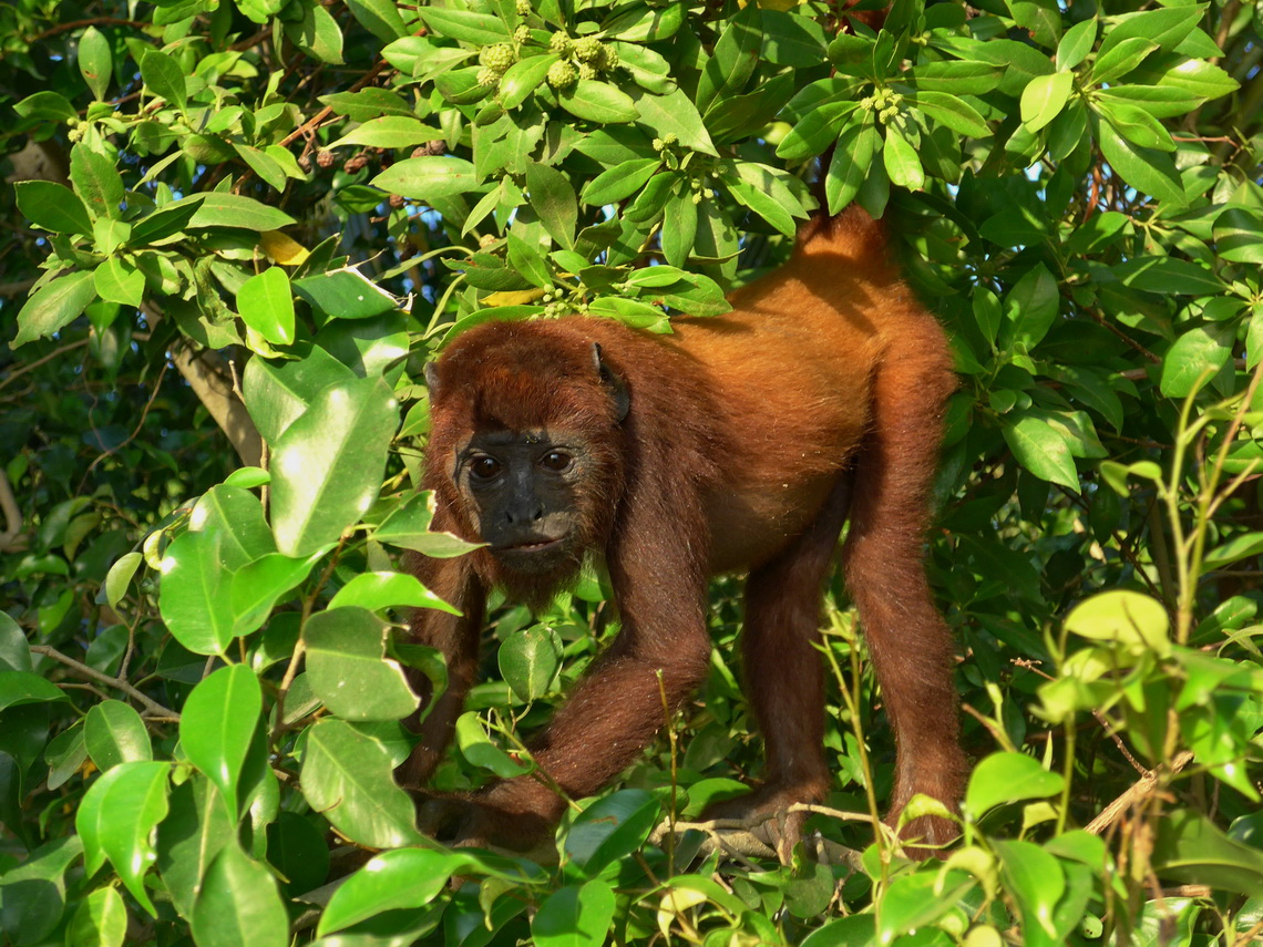 Monkey in a tree in front of the port