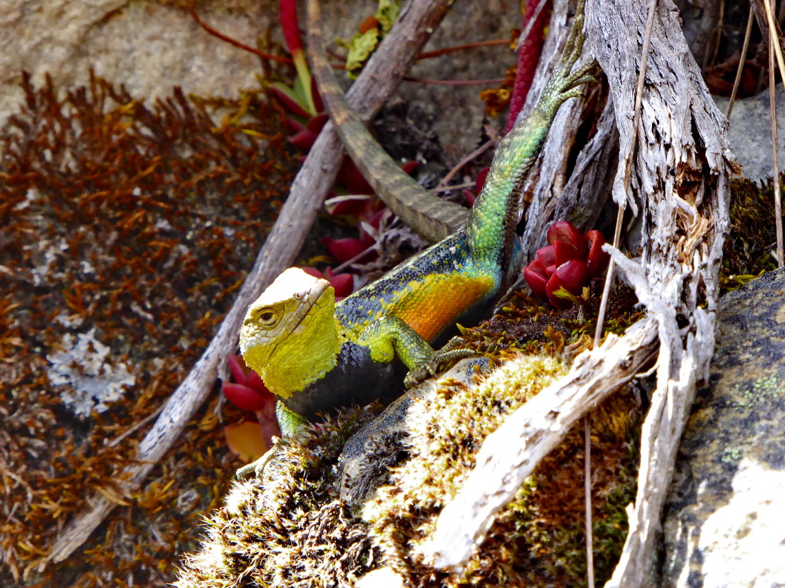 Colorful Lizard at more than 4000 meter sea-level