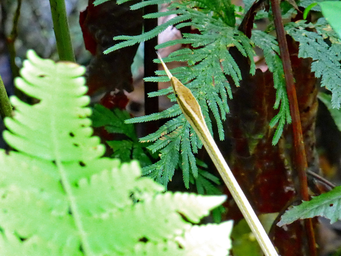 Brown-white snake of the rain forest