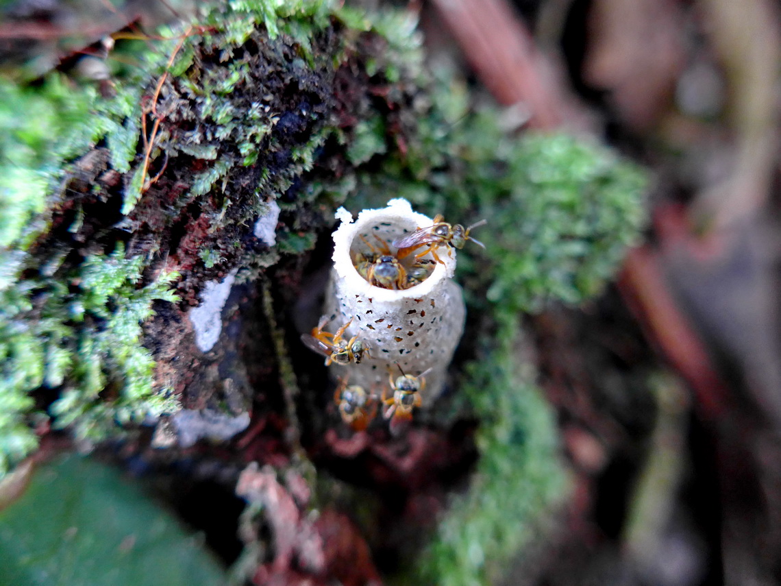 Little bee house