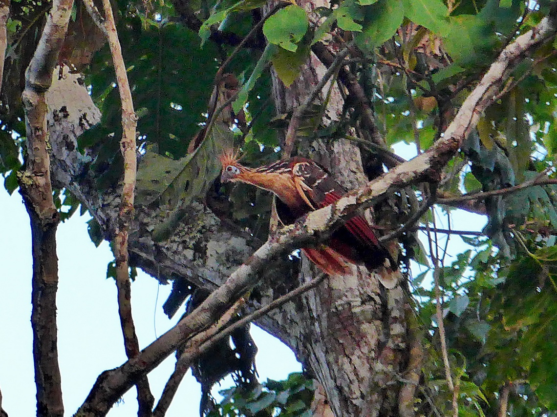 Bird on Laguna Isla Paicawe