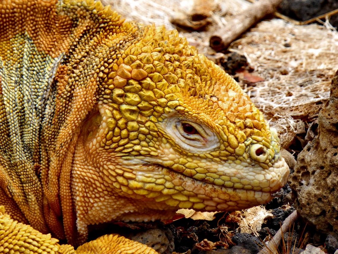 Head of a brown-yellow iguana