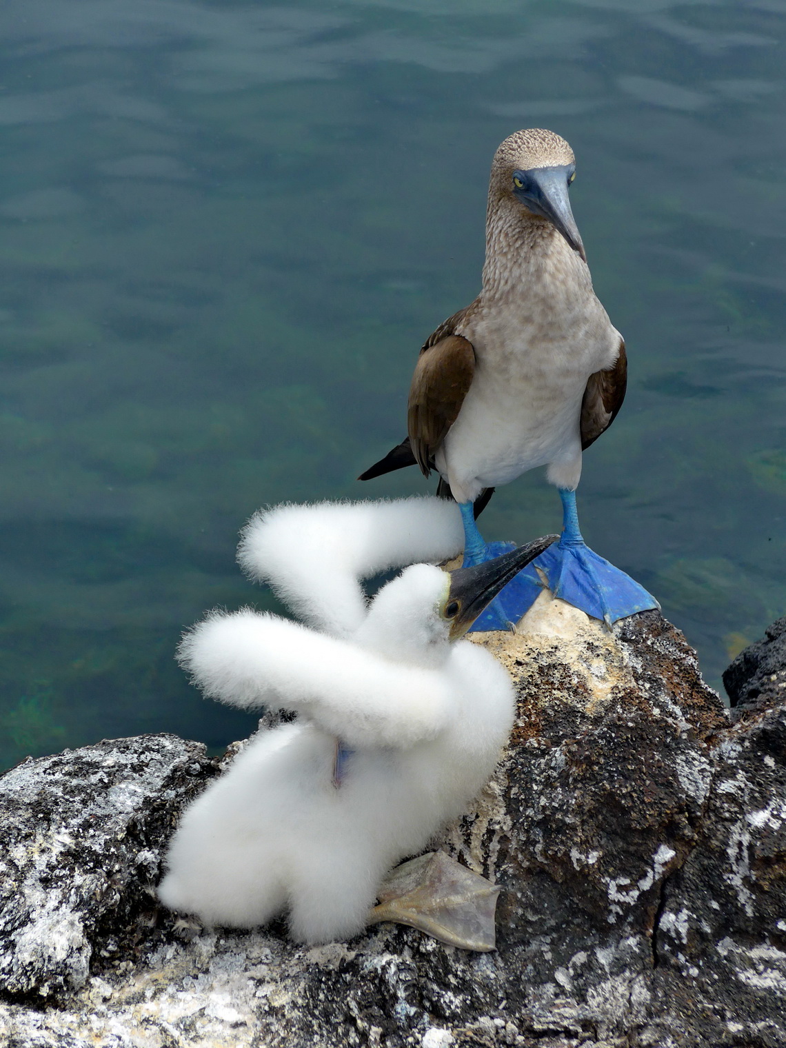 Blue-footed booby baby with its mother