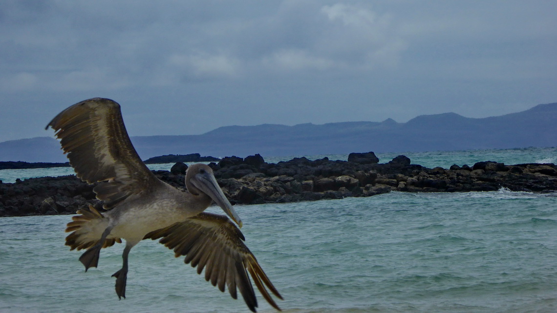 Flying pelican on Playa Garrapatero