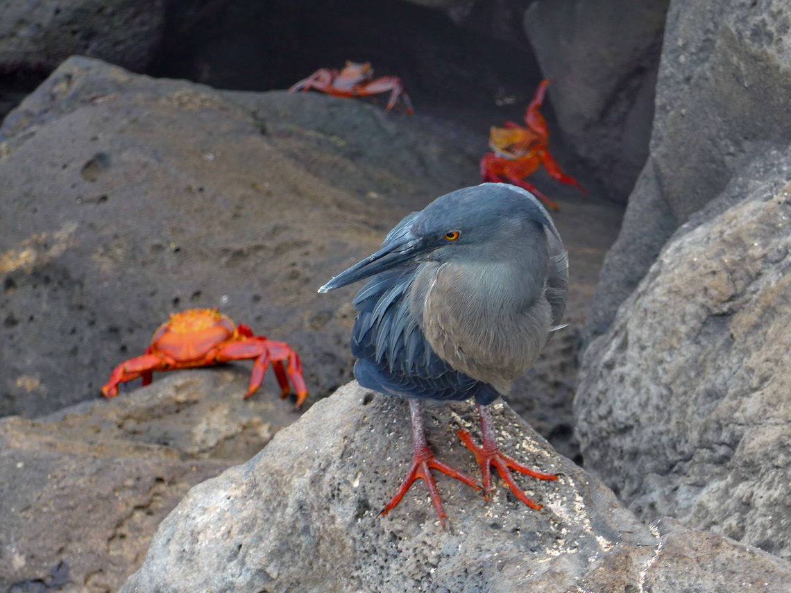 Red footed bird with crabs in the port of Puerto Baquerizo Moreno