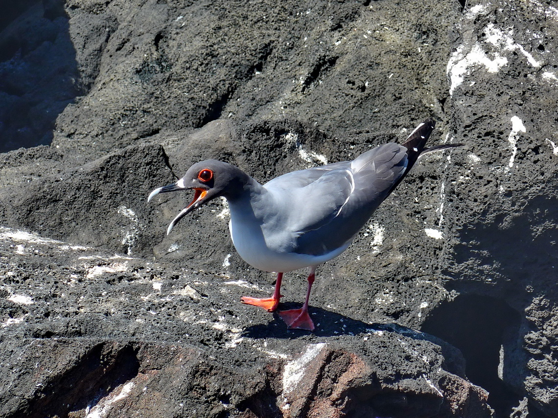 Red-footed sea gull