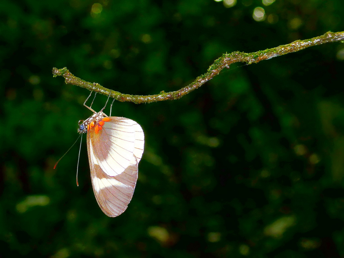 Butterfly on the jungle trail Sendero de los Monos