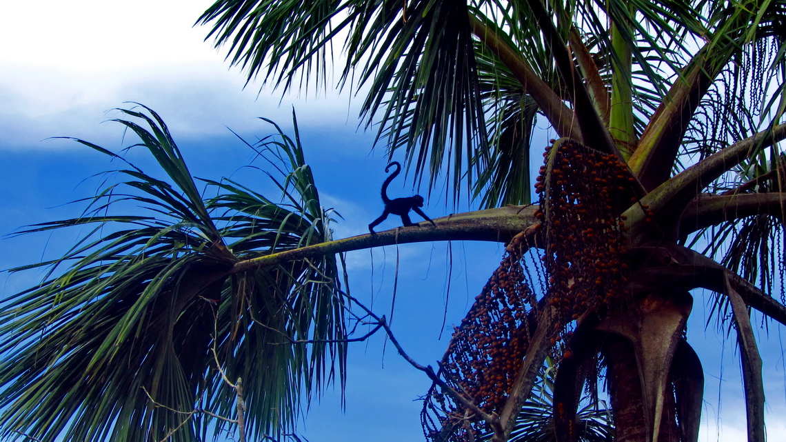 Spider monkey on a tree