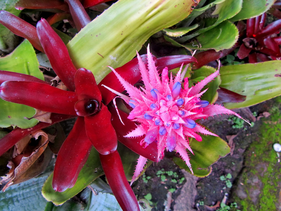 Blue-pink flower on Hacienda Coloma