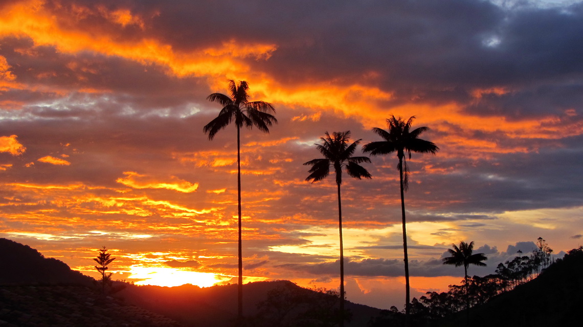 Sunset with wax palms, the national tree of Colombia and with up to 60 meters height the tallest palm on earth