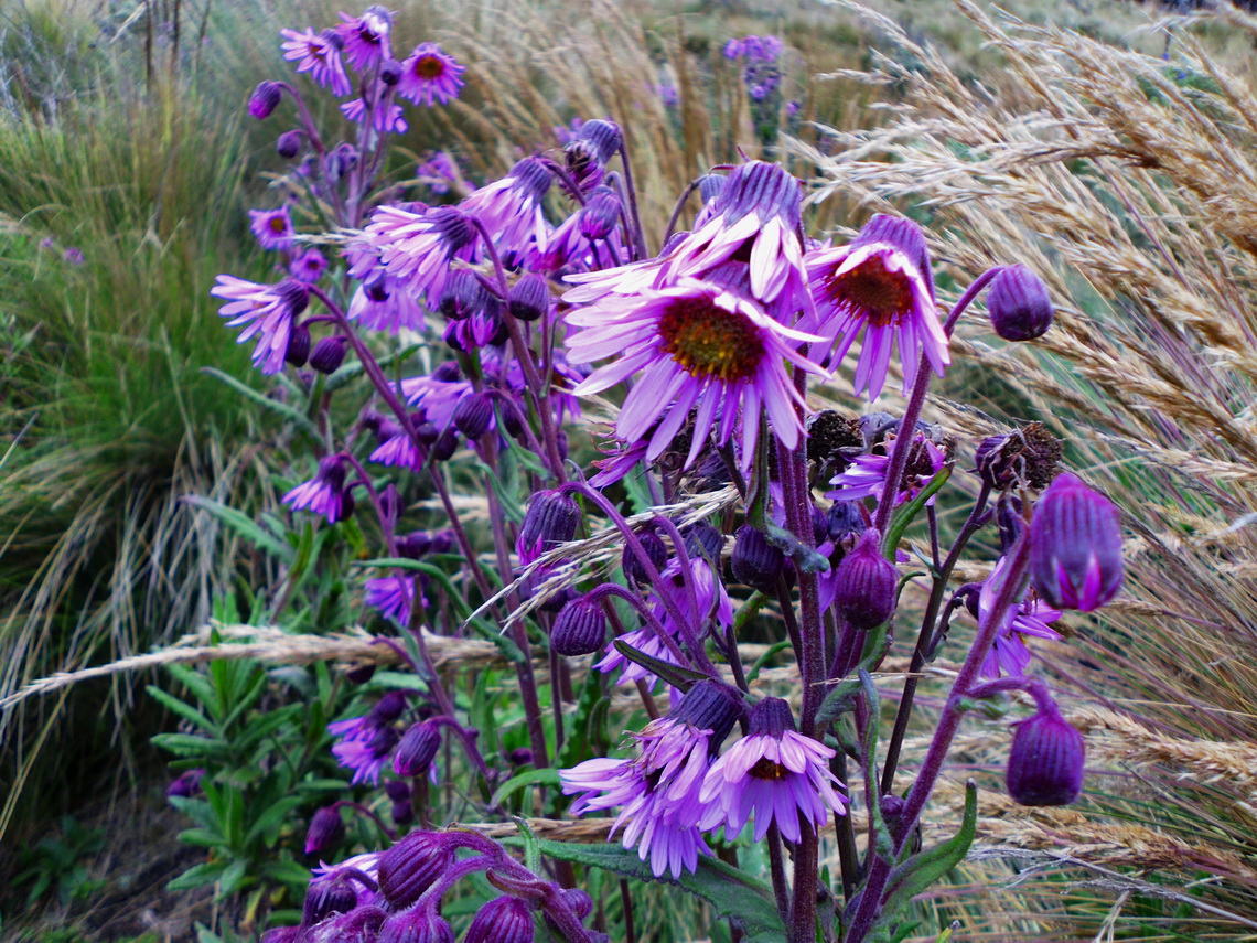 Purple flowers on the way