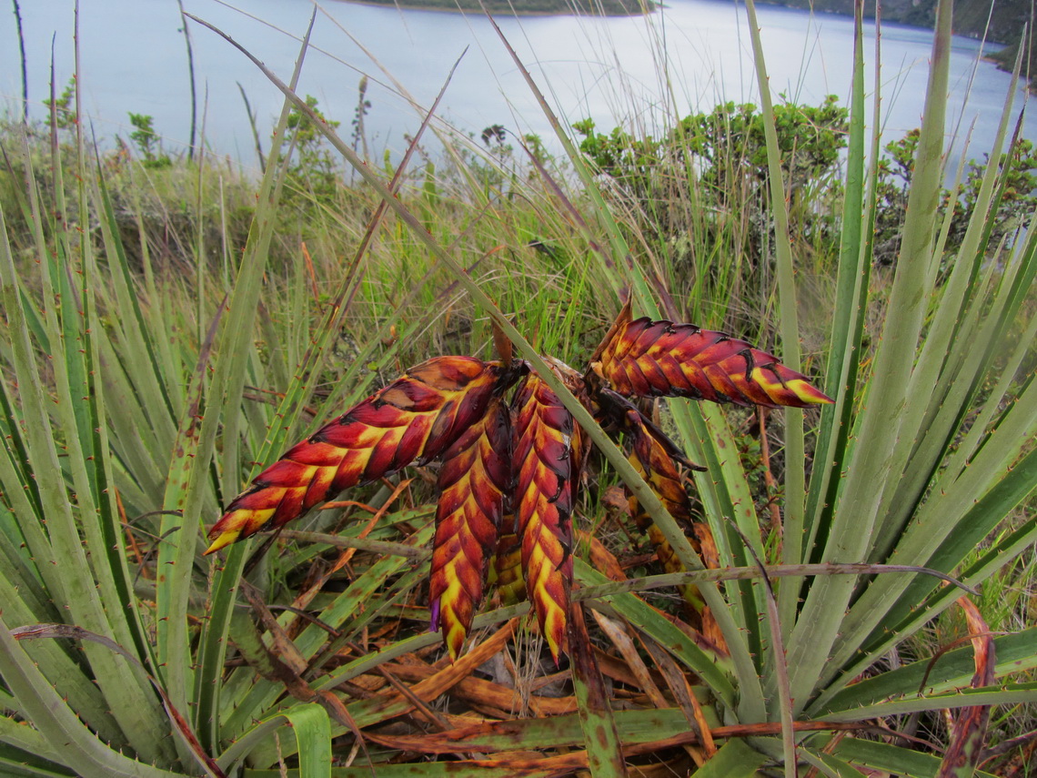 Beautiful plants on Laguna de Cuicocha