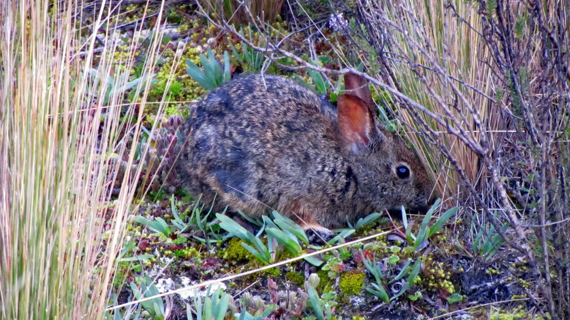 Rabbit on the way to Volcan Rumiñahui