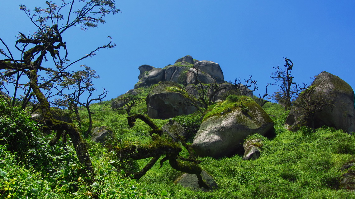 Rocks with trees and dense vegetation