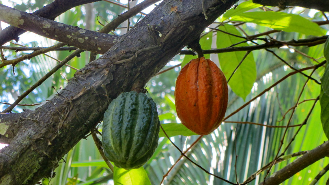 Two cocoa fruits in La Cabaña