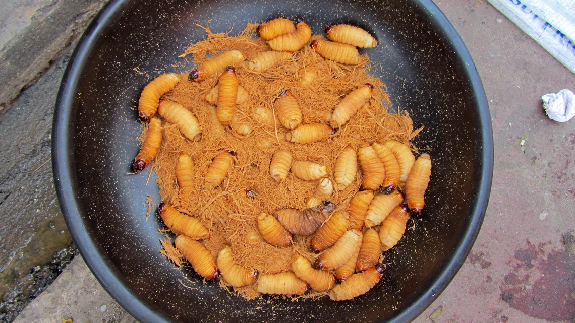 Living maggots are also available - Bon appetit!