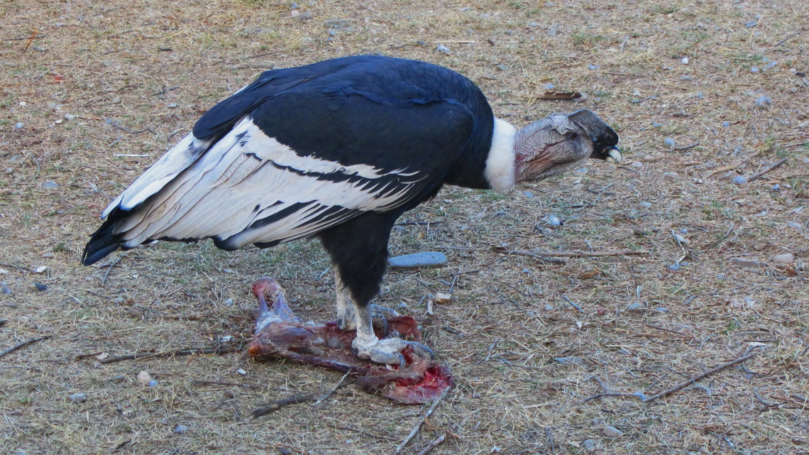 Condor in the zoo having supper
