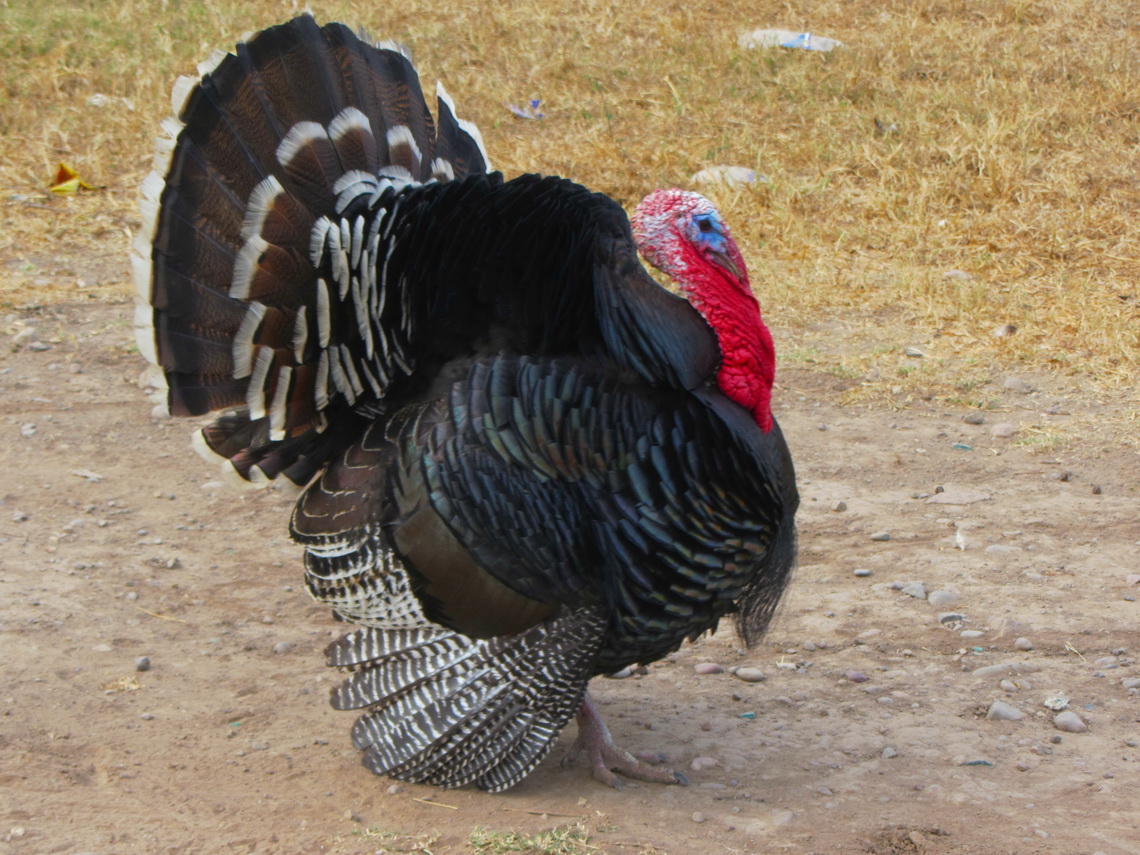 Turkey in Alemania