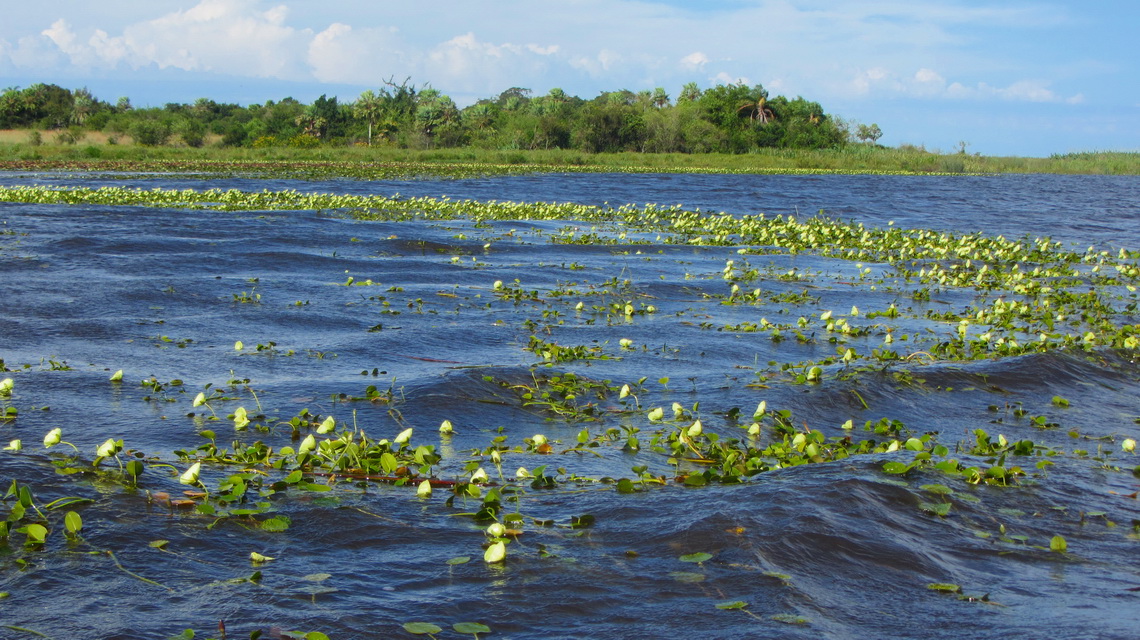 Flowers on Laguna Ibera