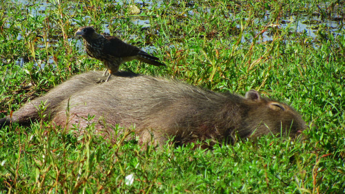 Lazy Capybara with Hawk