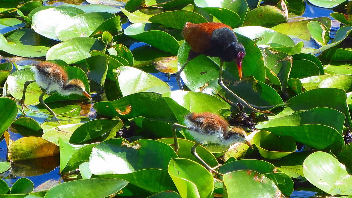 Wattled Jacana with two chickens