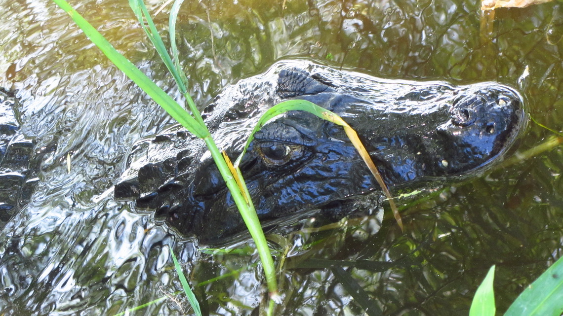 Huge Crocodile lurking for prey