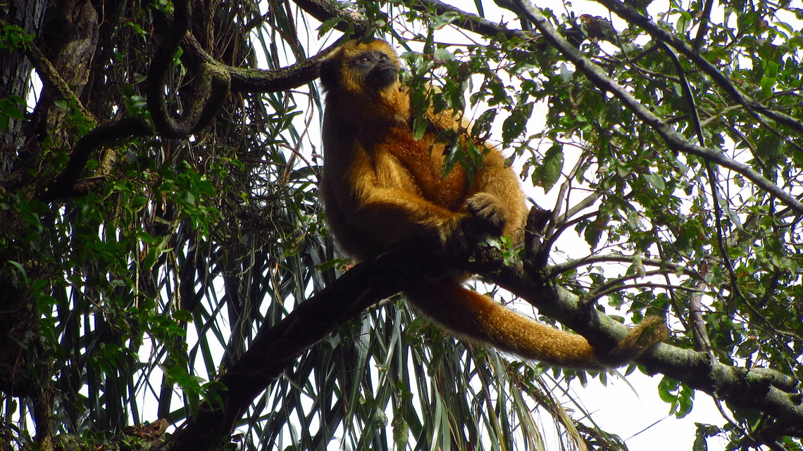 Howler Monkey, officially the noisiest animal on earth