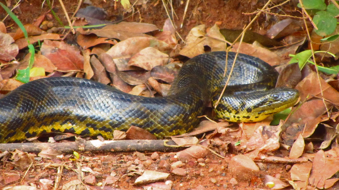 Head of tbe Curiyu