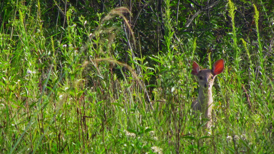 Little Deer