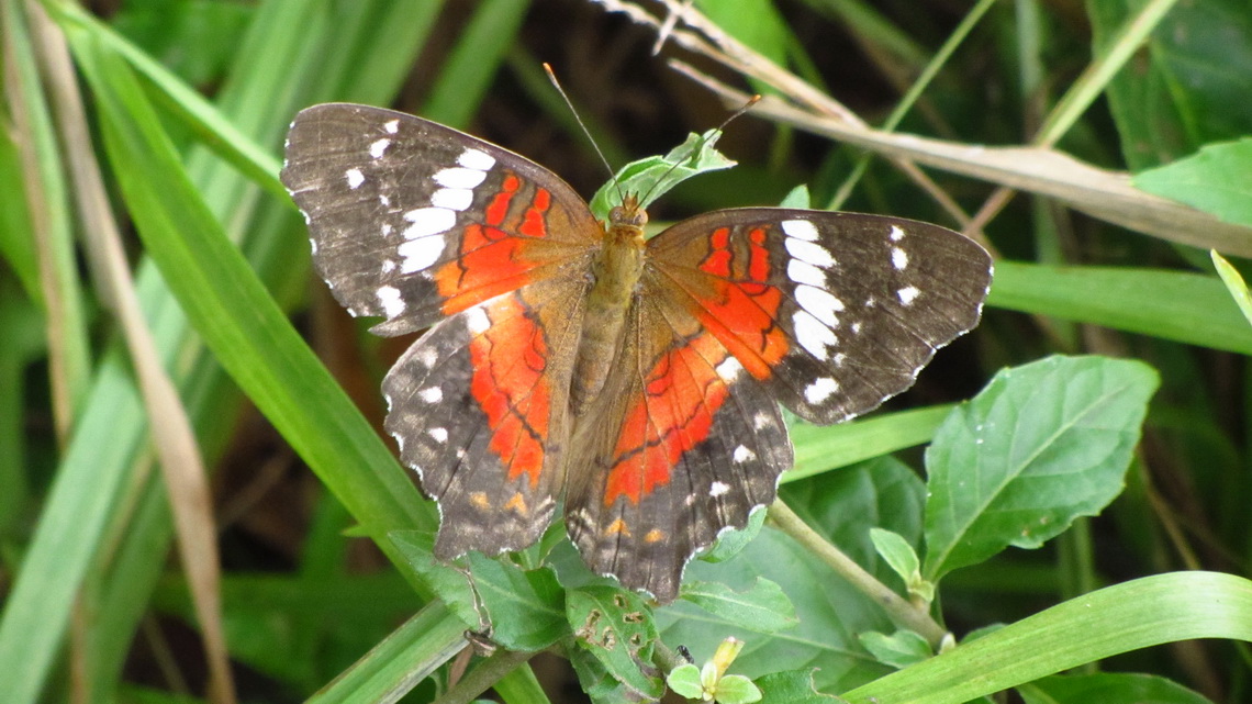 Beautiful butterfly