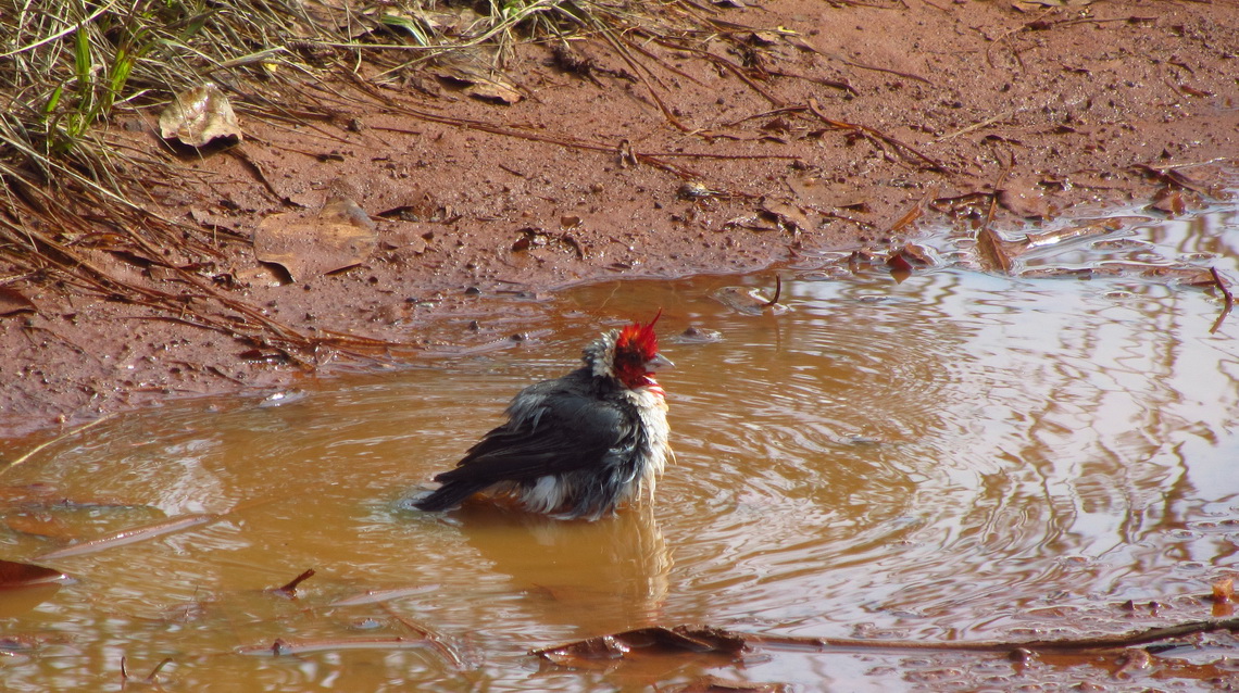 Red-crested Cardinal in the mud