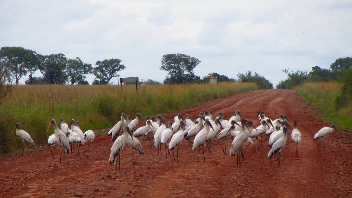 Storks on the street to Mercedes