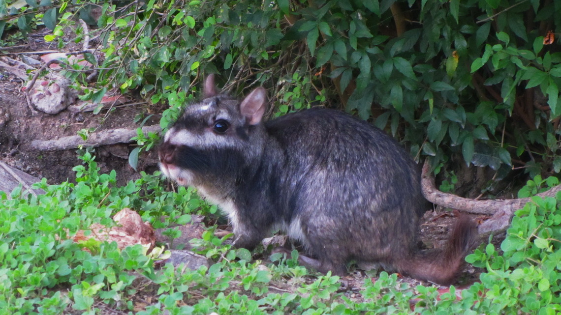 Smart lowland Vizcacha